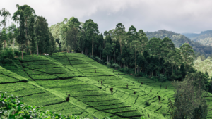 Coffee plantation 1-1600X900